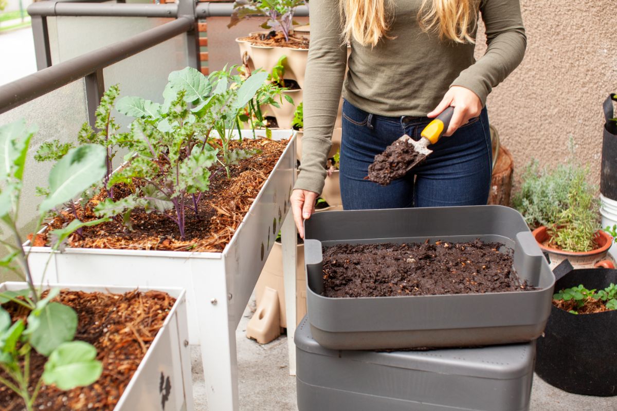 A woman fertilizes vegetables in planter boxes
