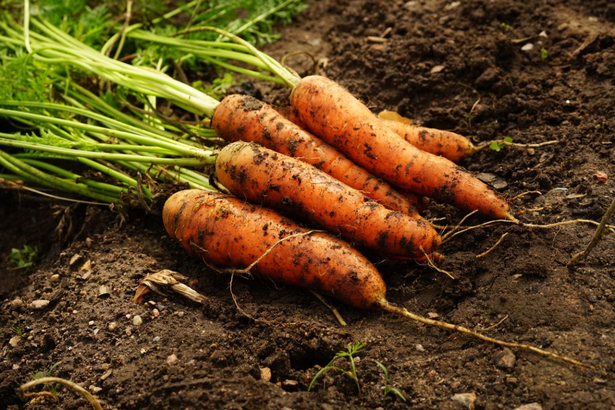 Freshly harvested carrots