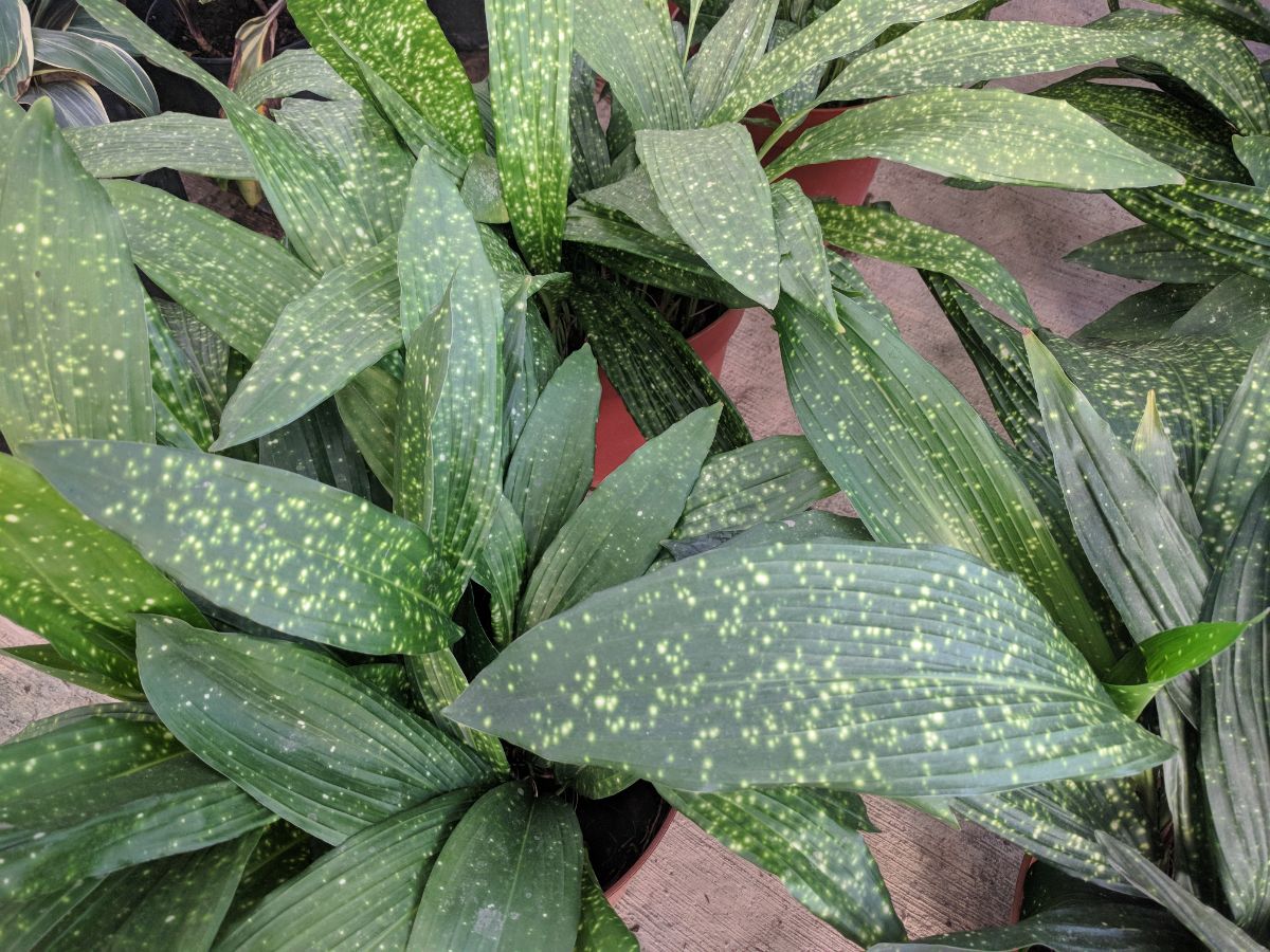 Milky Way cast iron plant