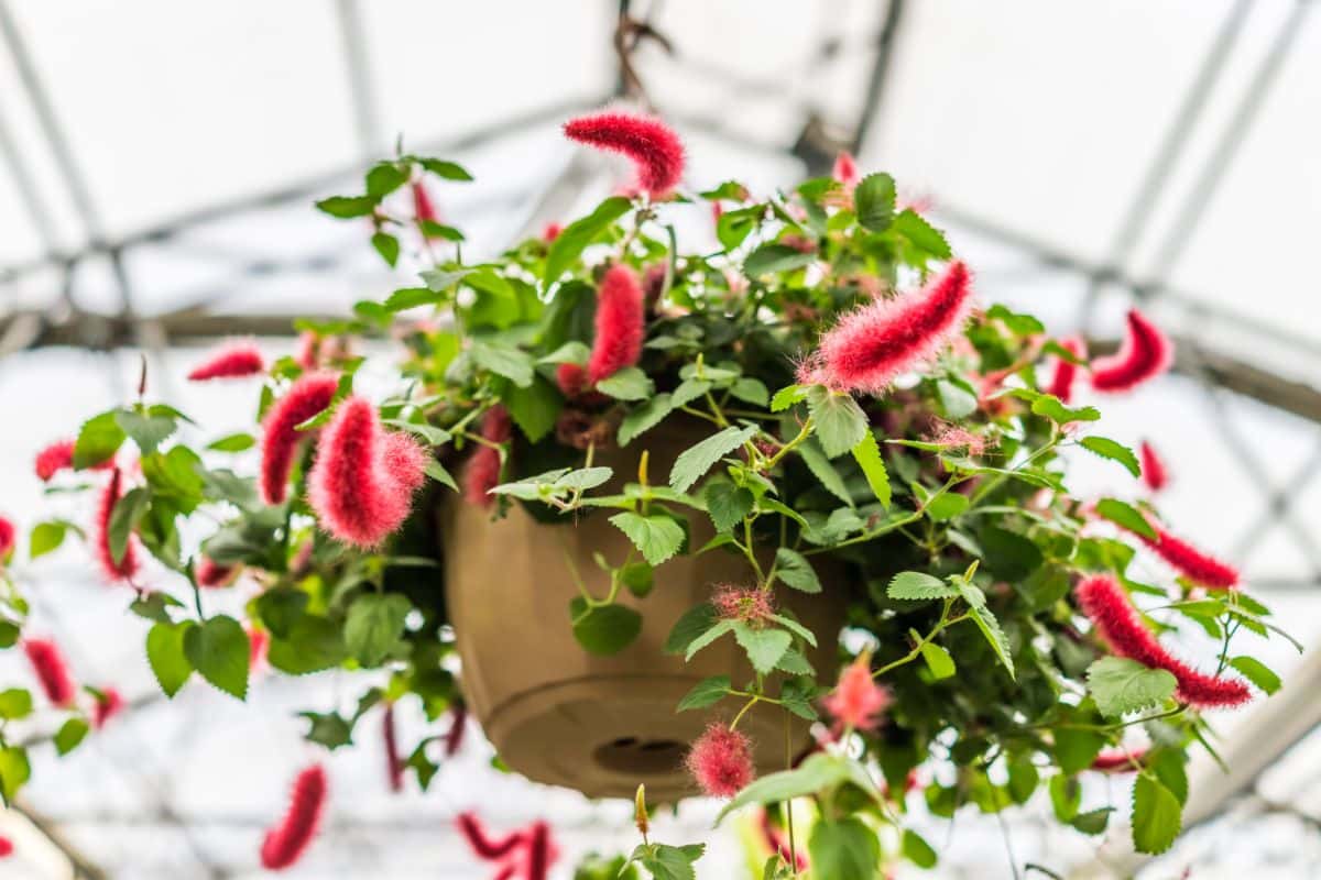 Fuzzy red blooms on a chenille houseplant