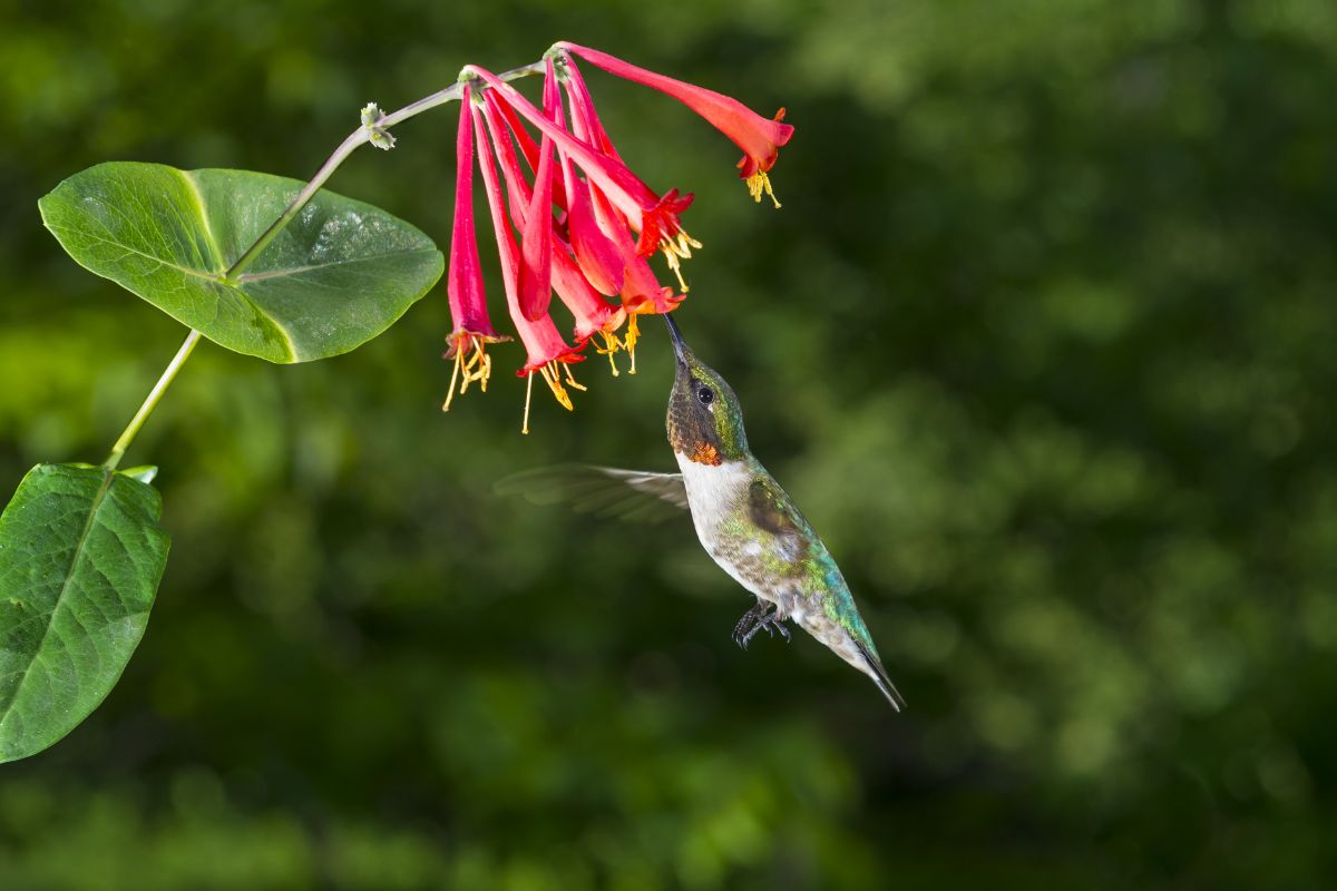 A hummingbird sipping from honeysuckle flowers