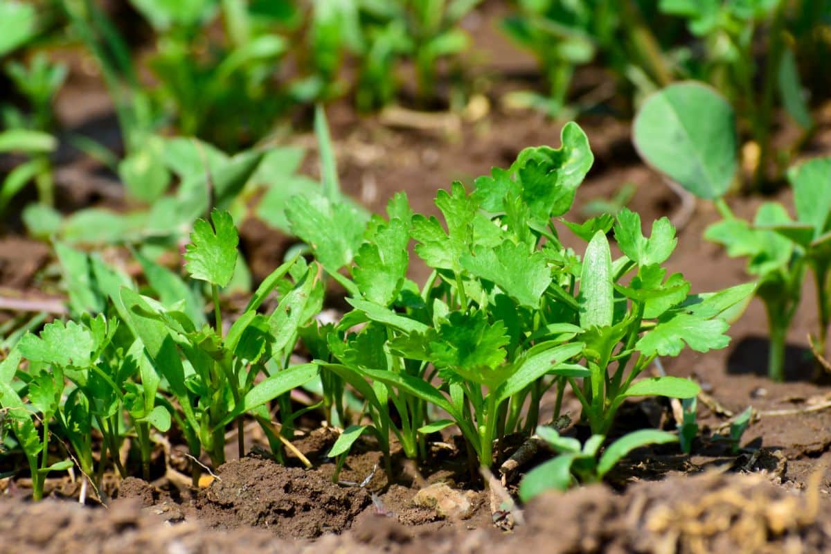 Young seedlings of cilantro