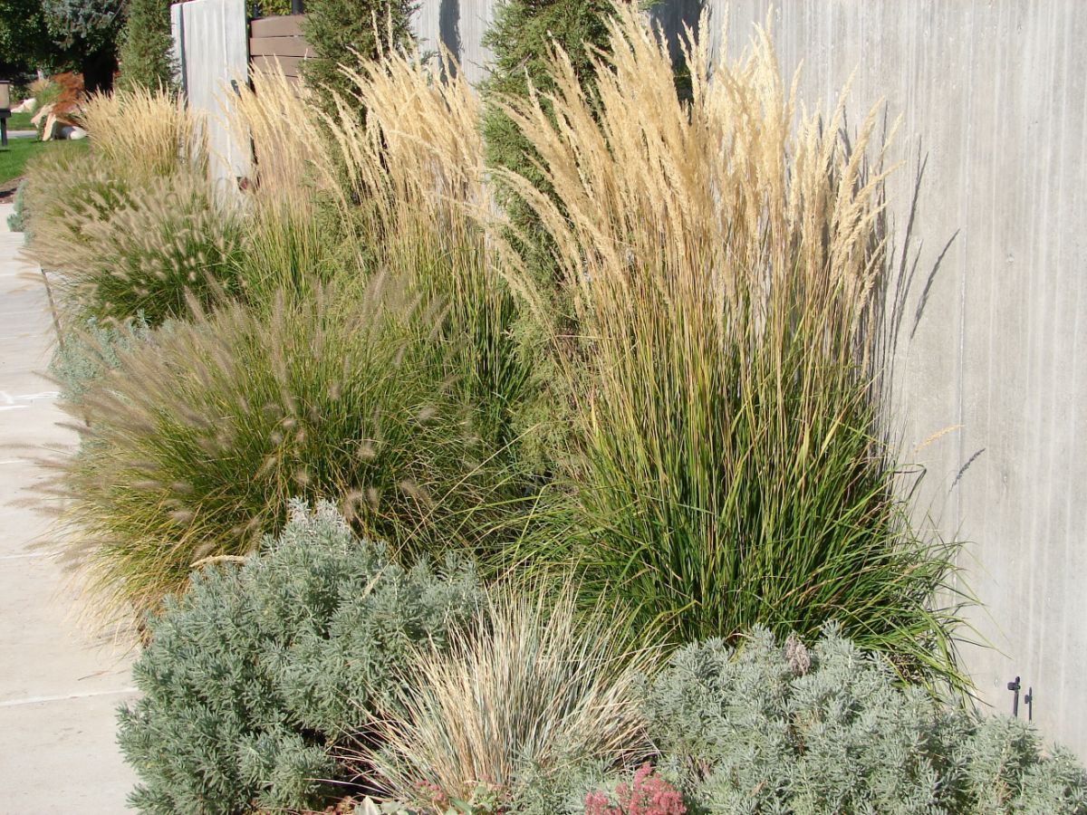 A variety of plants in different heights in a hellstrip garden