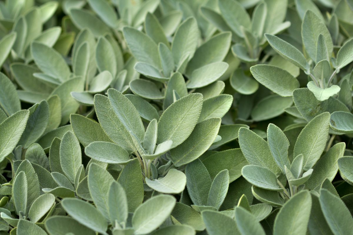 Fresh sage for making sage pesto