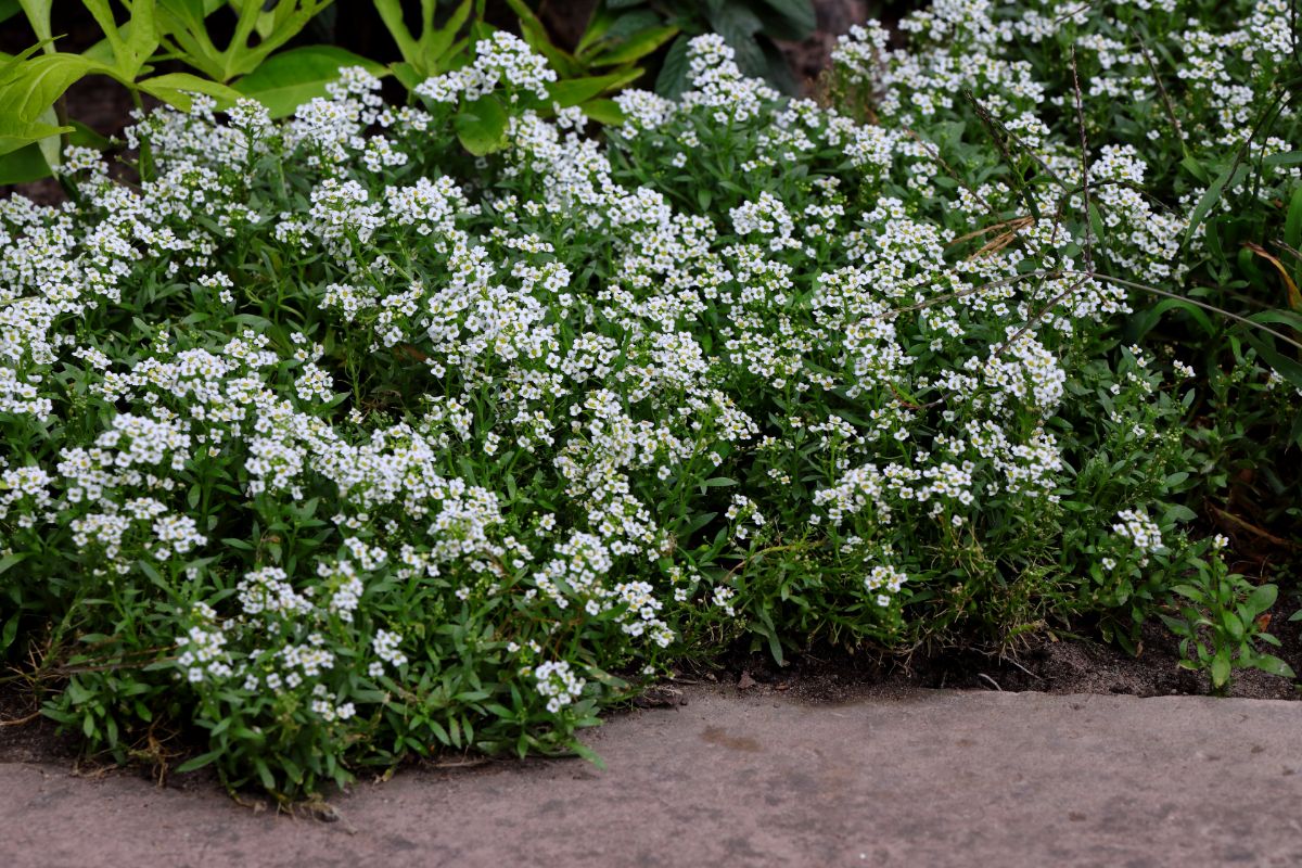 White flowering sweet alyssum as a border for a walkway