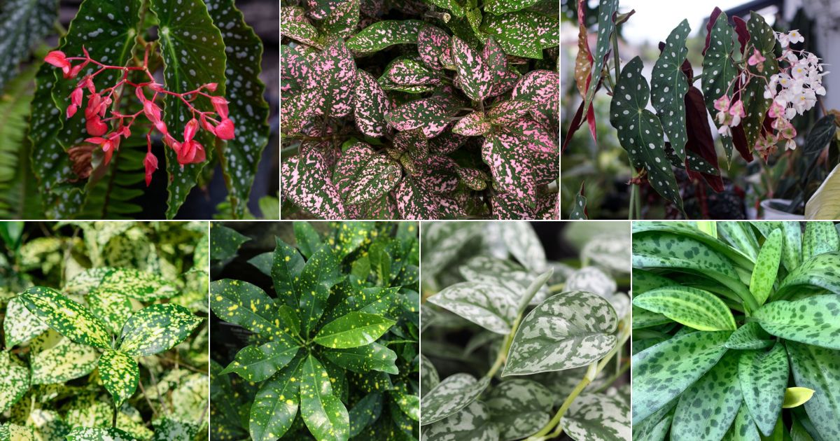 13 Unbelievable Spotted Houseplants for Polka Dot Lovers - Gardening