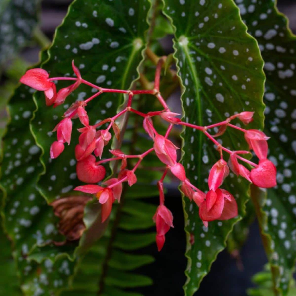 Red flowers and white spots on the leaves of Angel Wing Begonia.