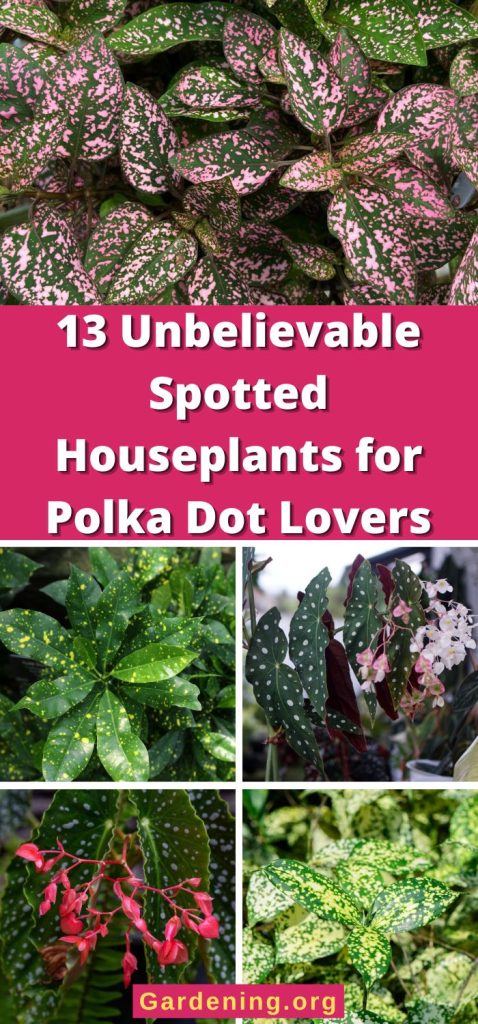 13 Unbelievable Spotted Houseplants for Polka Dot Lovers pinterest image.