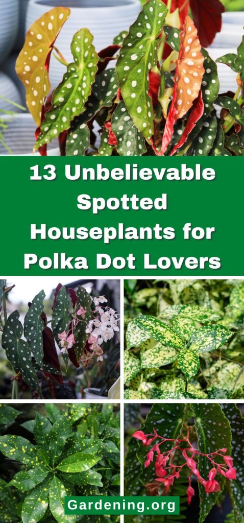 13 Unbelievable Spotted Houseplants for Polka Dot Lovers pinterest image.