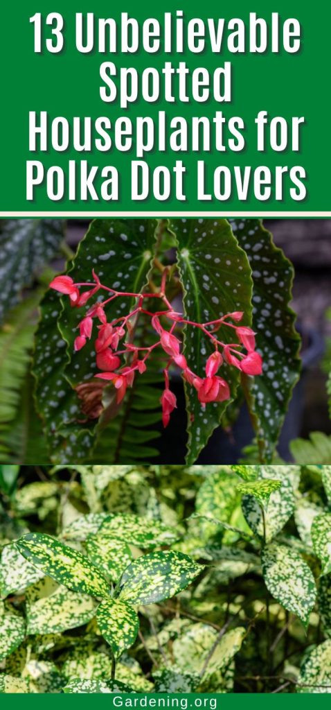 13 Unbelievable Spotted Houseplants for Polka Dot Lovers pinterest image.