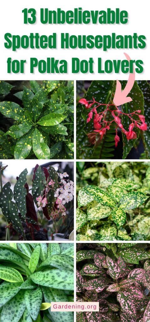 13 Unbelievable Spotted Houseplants for Polka Dot Lovers pinterest image.