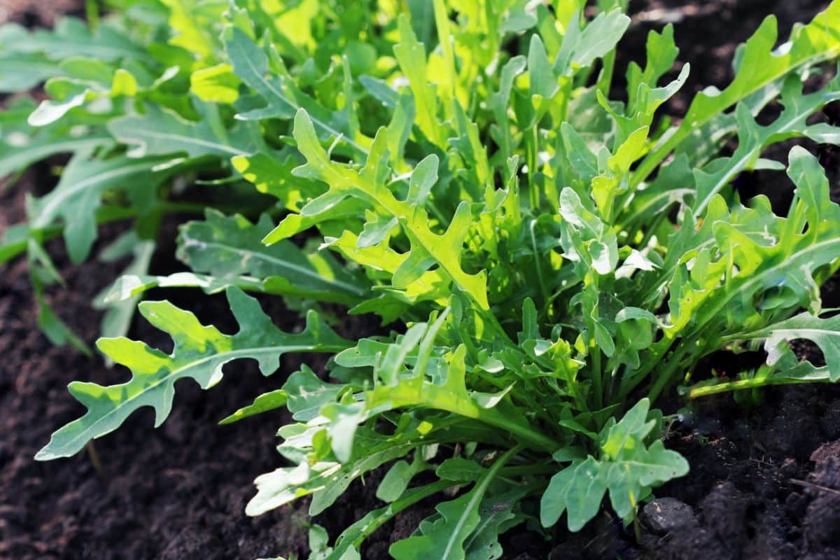 Fresh arugula in the garden