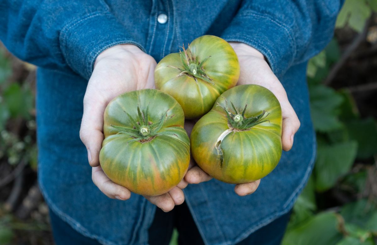 Aunt Ruby's German Green tomato variety