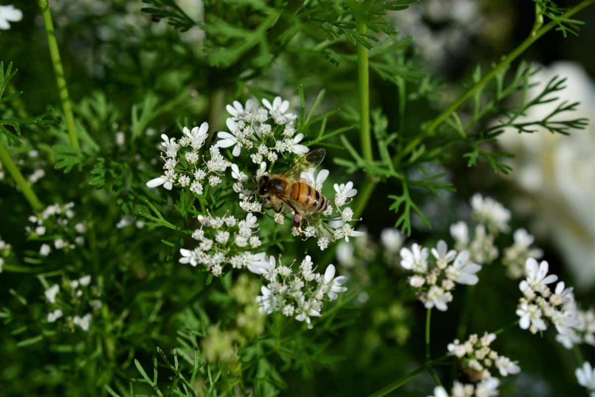 A honey bee on a cilantro plant