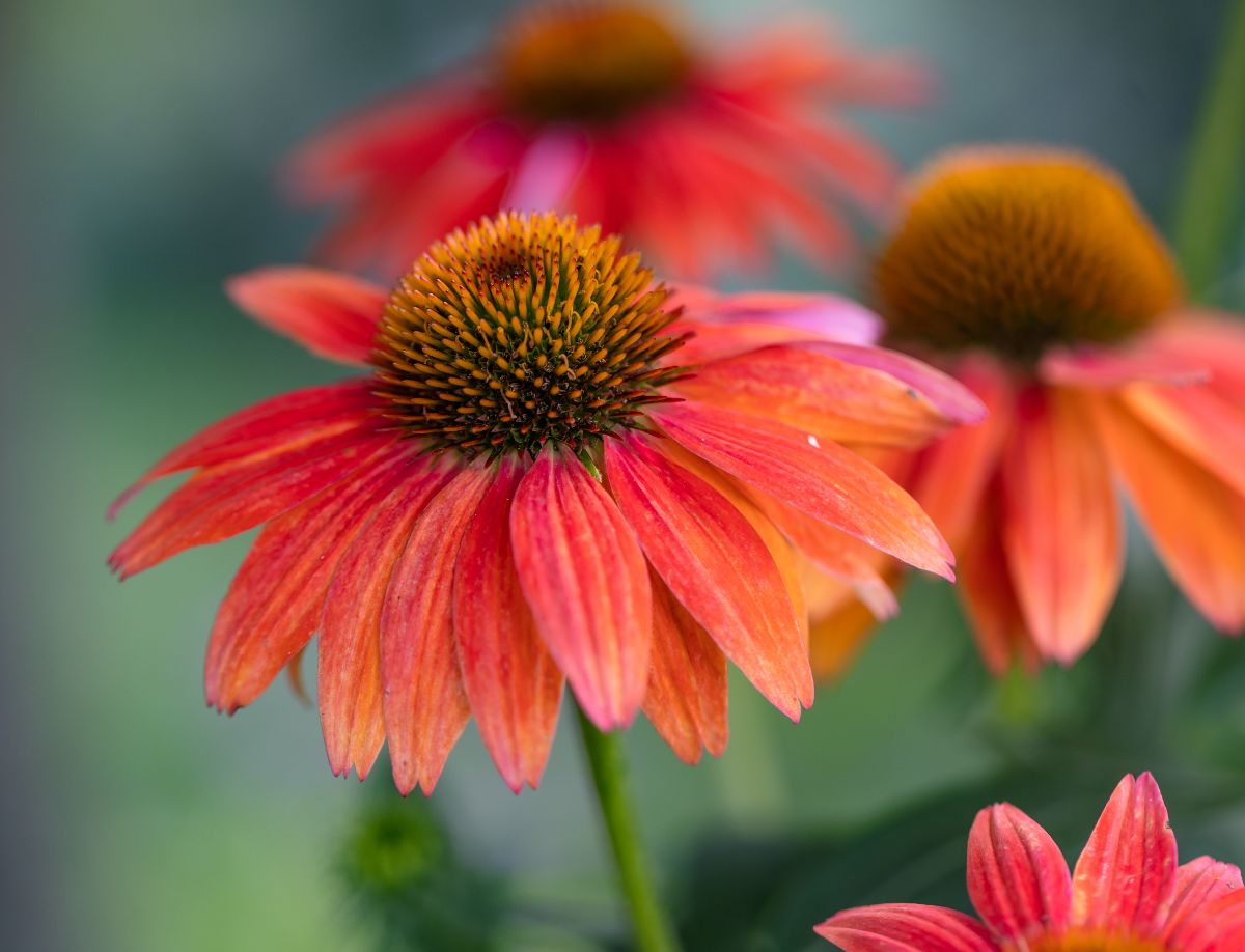 Coral colored coneflowers