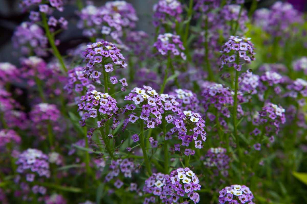 Purple flowering alyssum