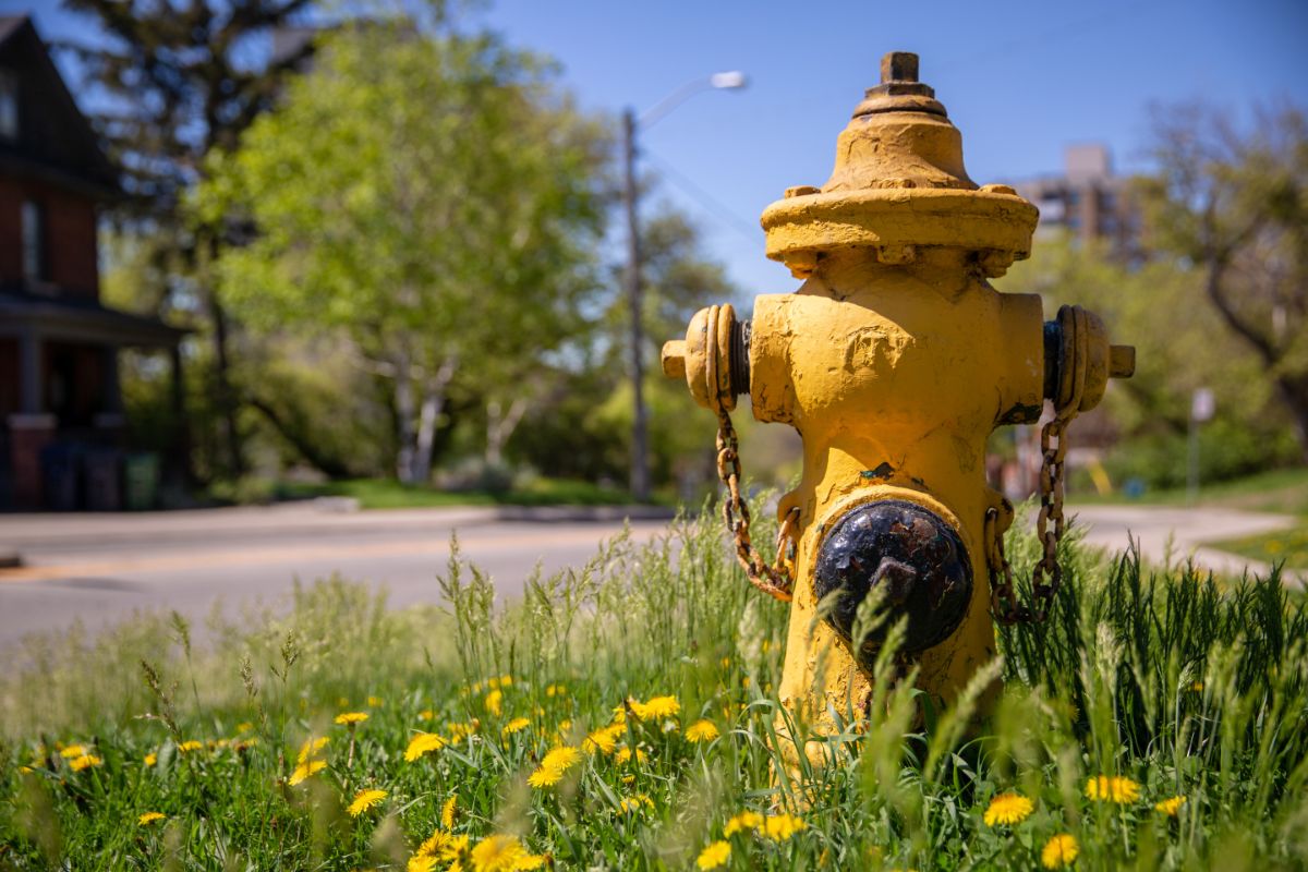 A fire hydrant with low flowers around it