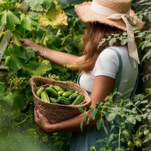 A young farmer harvests ripe cucumbers.