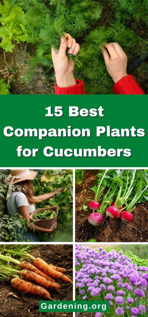 15 Best Companion Plants for Cucumbers pinterest image.