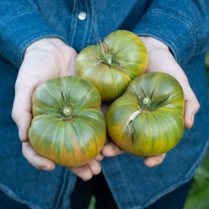 Farmer holds ripe Aunt Ruby’s German Green tomatoes.