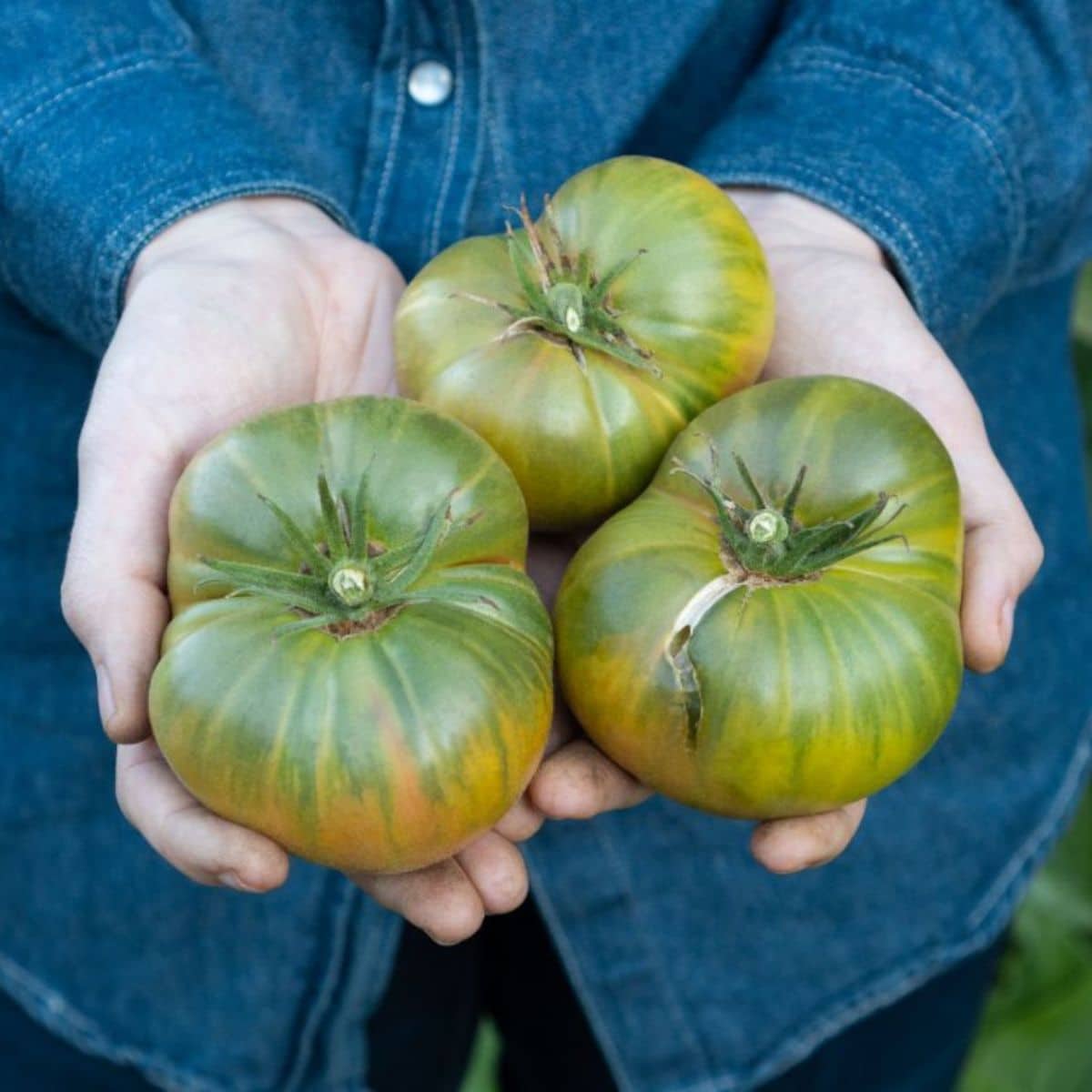 Farmer holds ripe Aunt Ruby’s German Green tomatoes.