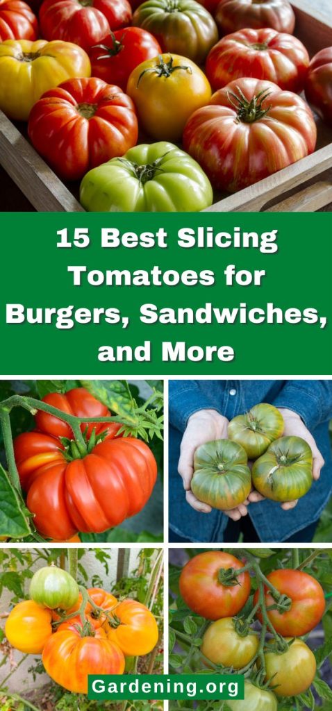 15 Best Slicing Tomatoes for Burgers, Sandwiches, and More pinterest image.