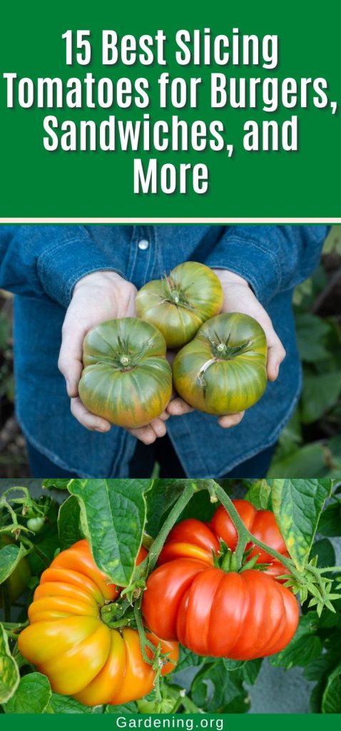 15 Best Slicing Tomatoes for Burgers, Sandwiches, and More pinterest image.