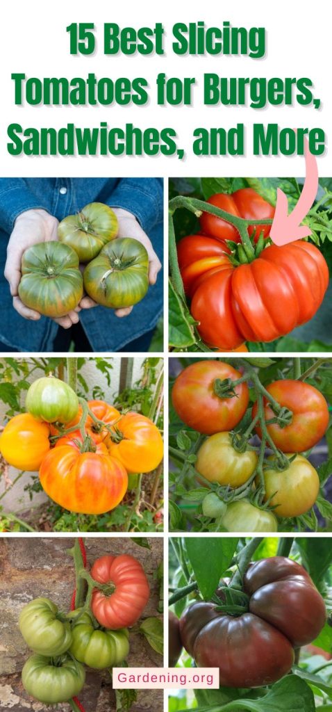 15 Best Slicing Tomatoes for Burgers, Sandwiches, and More pinterest image.