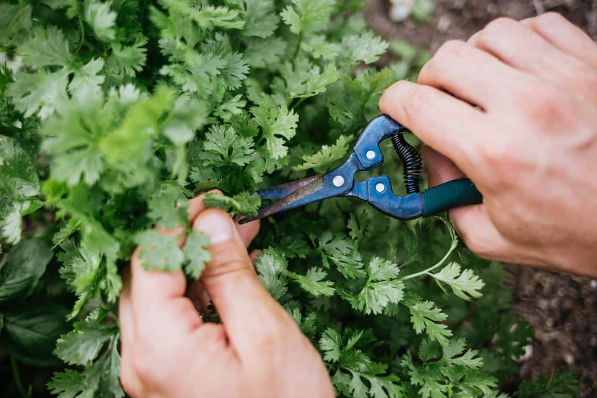 A person cutting fresh cilantro from a potted plant