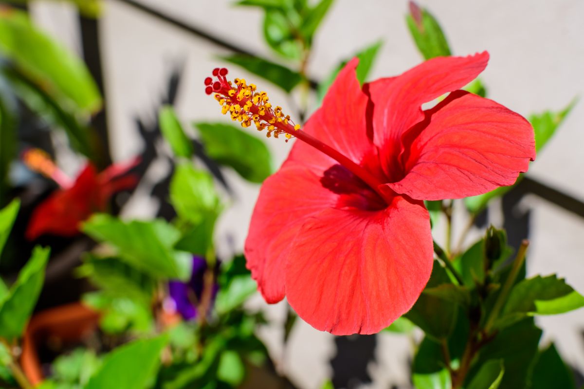 A large red flowering hibiscus kept as a houseplant