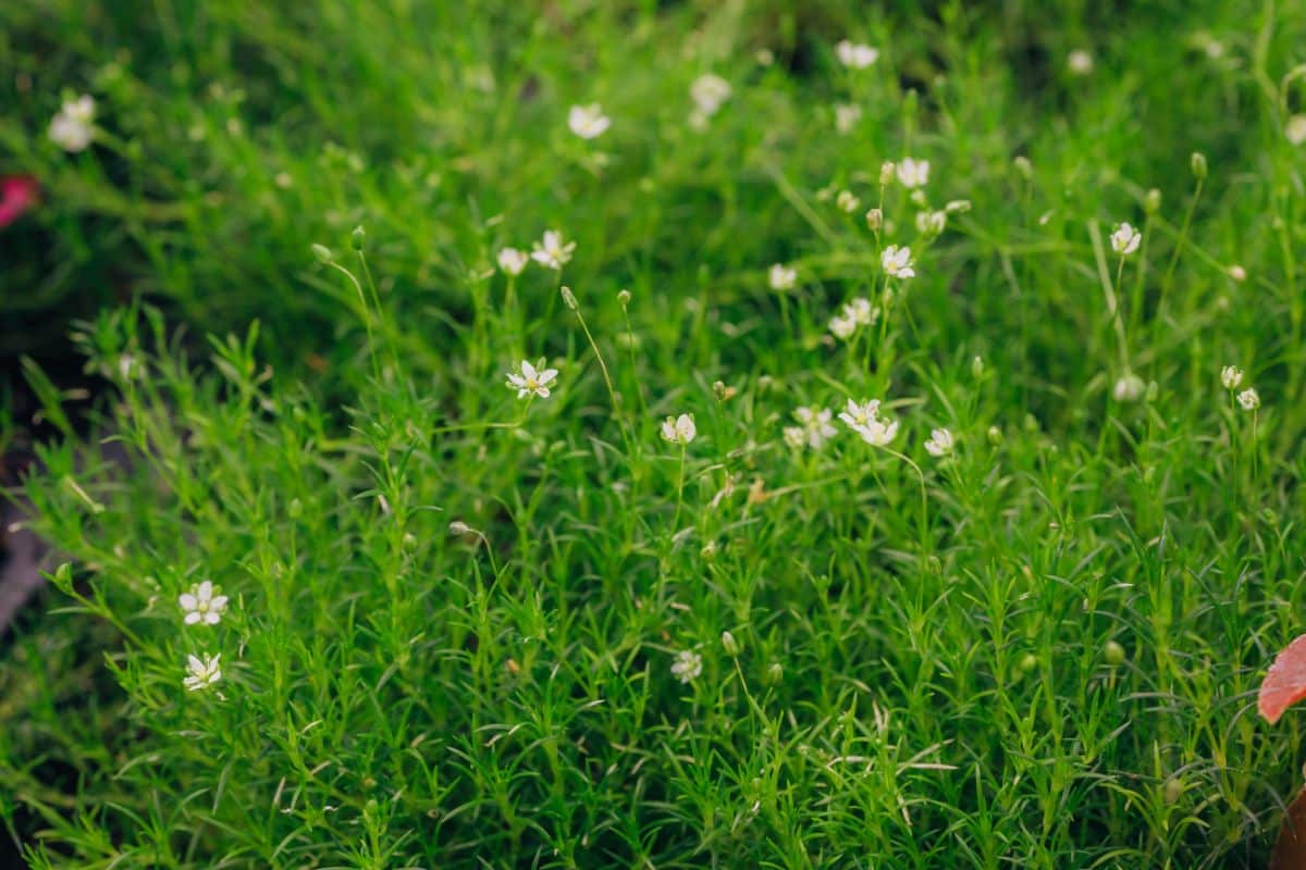 Irish moss with some tiny white flowers