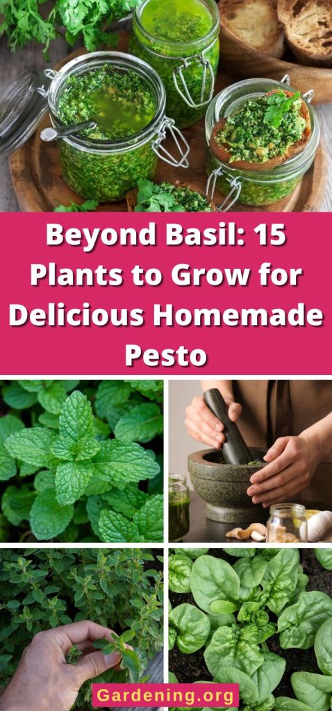 Beyond Basil: 15 Plants to Grow for Delicious Homemade Pesto pinterest image.