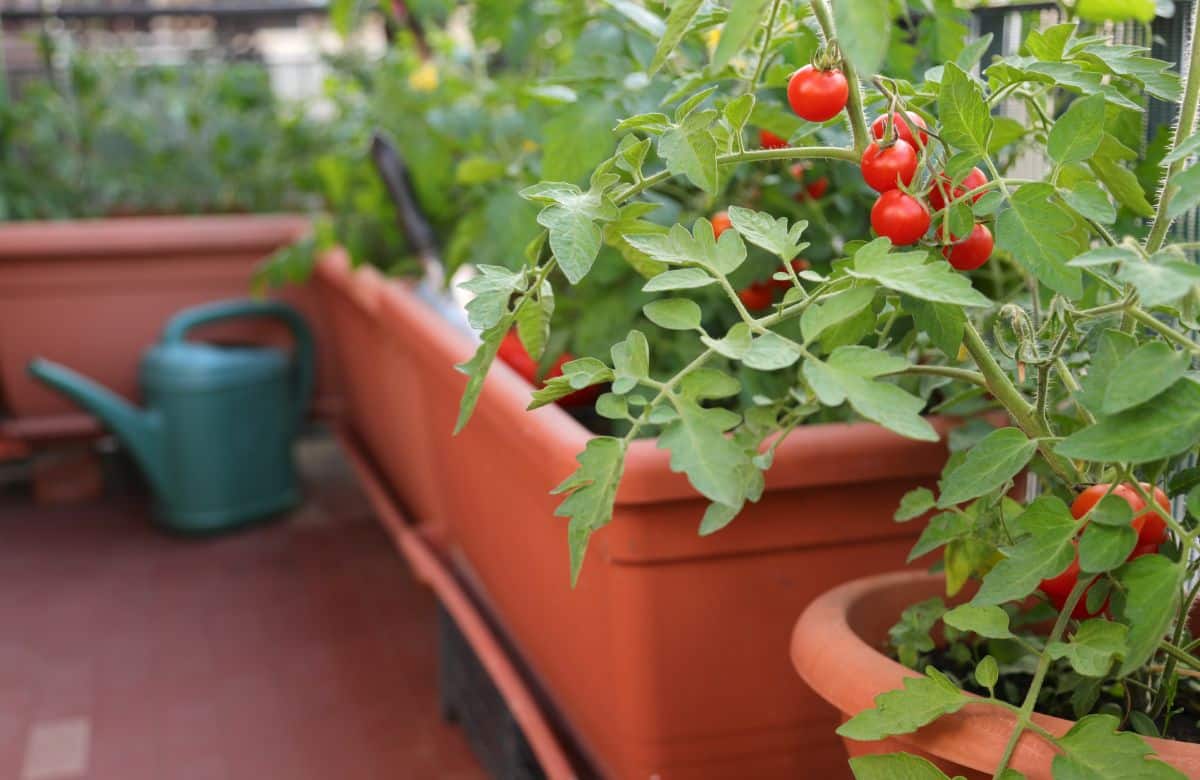 Tomatoes growing in containers on a balcony