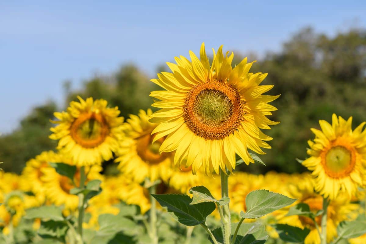 Sunny sunflowers can be a cucumber trellis