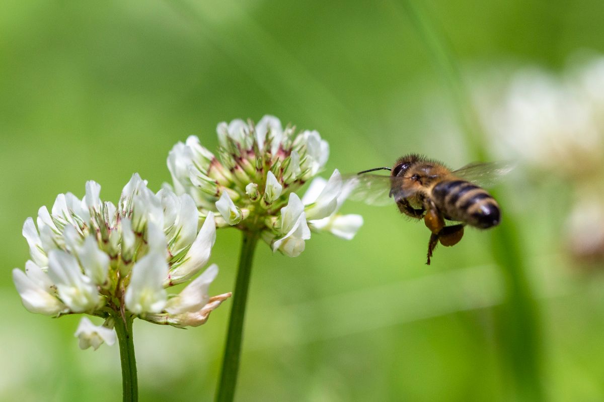 A bee collecting food from a white clover flower