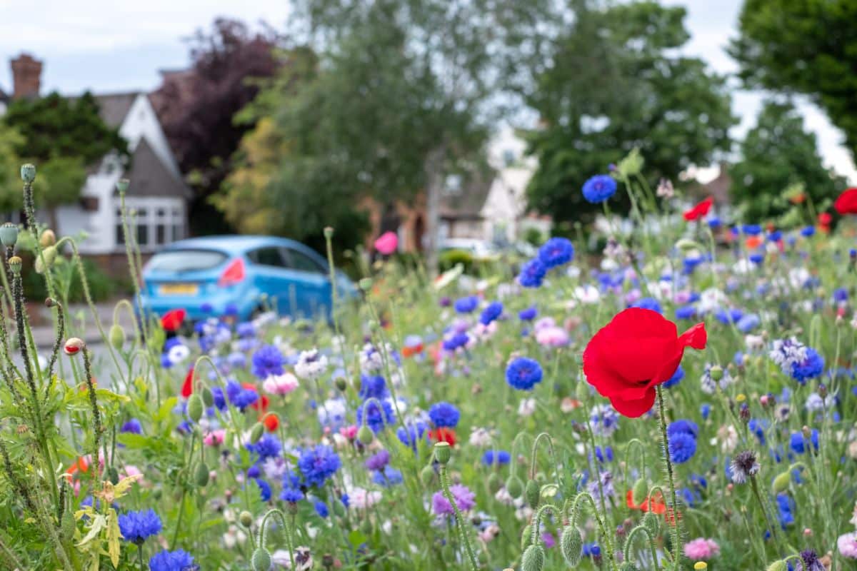 Wildflowers growing in a hellstrip garden space