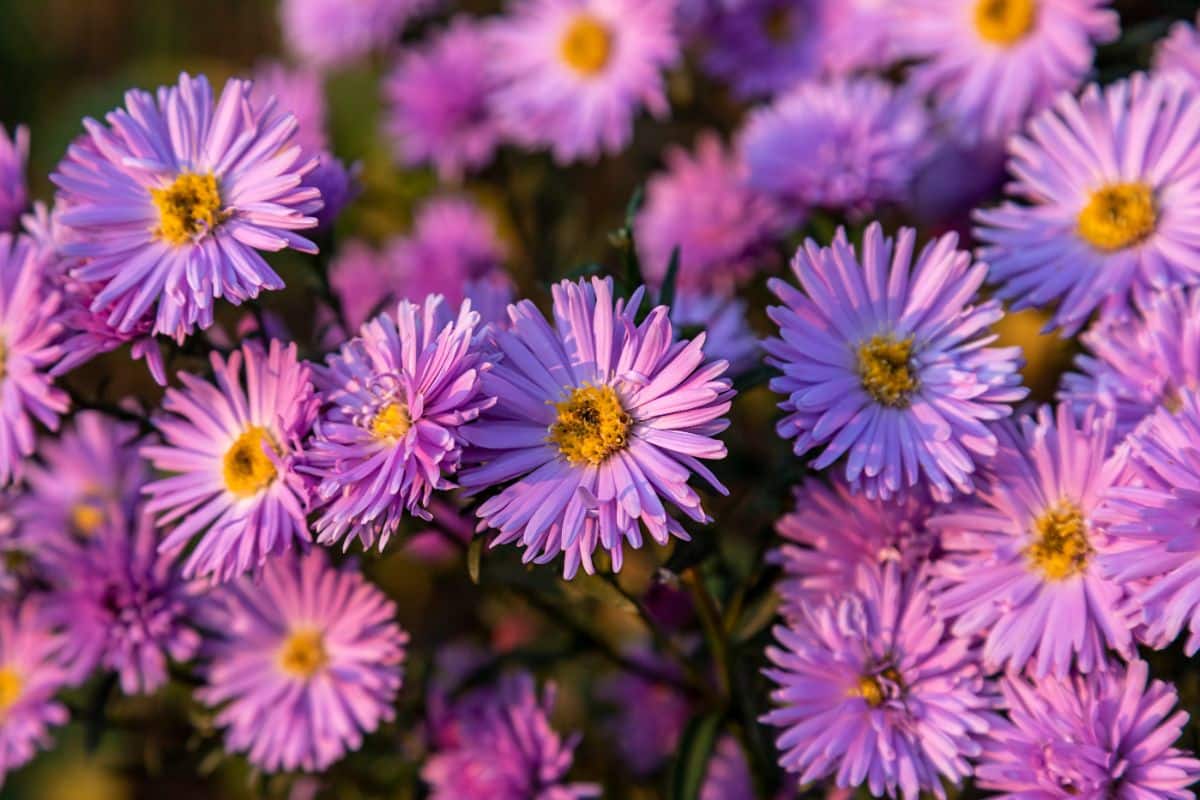 Salt tolerant purple aster flowers