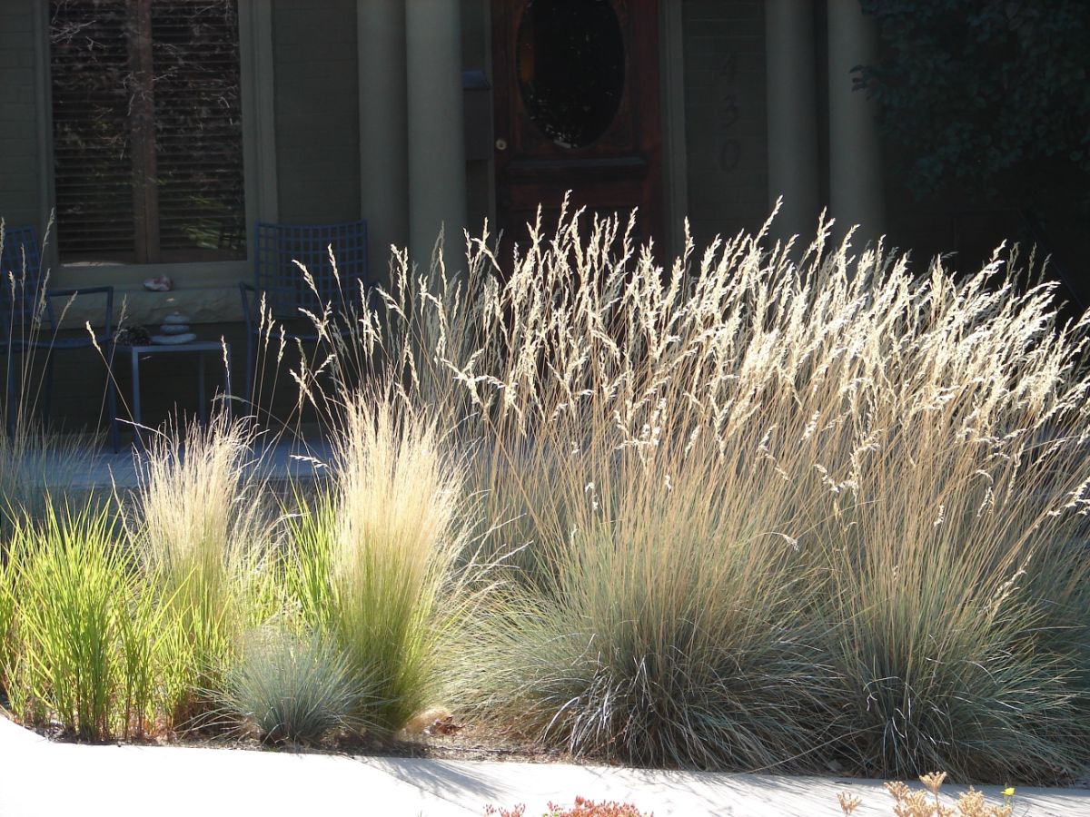 Drought tolerant grasses in a xeriscape garden