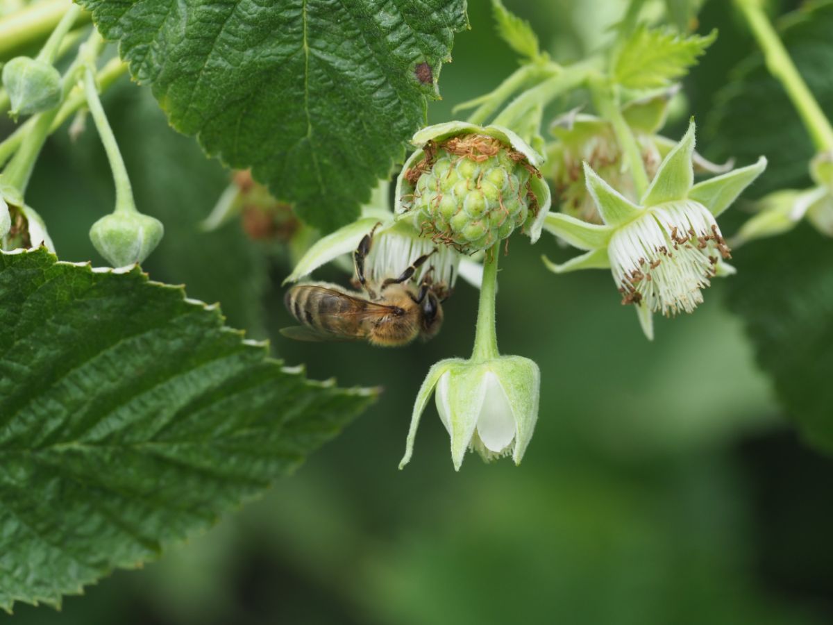 A honeybee collecting pollen from a raspberry bush