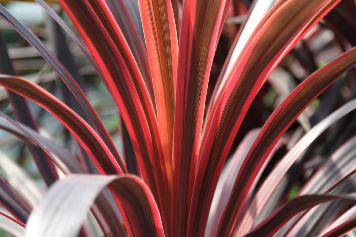 Red leaved red star dracaena plant