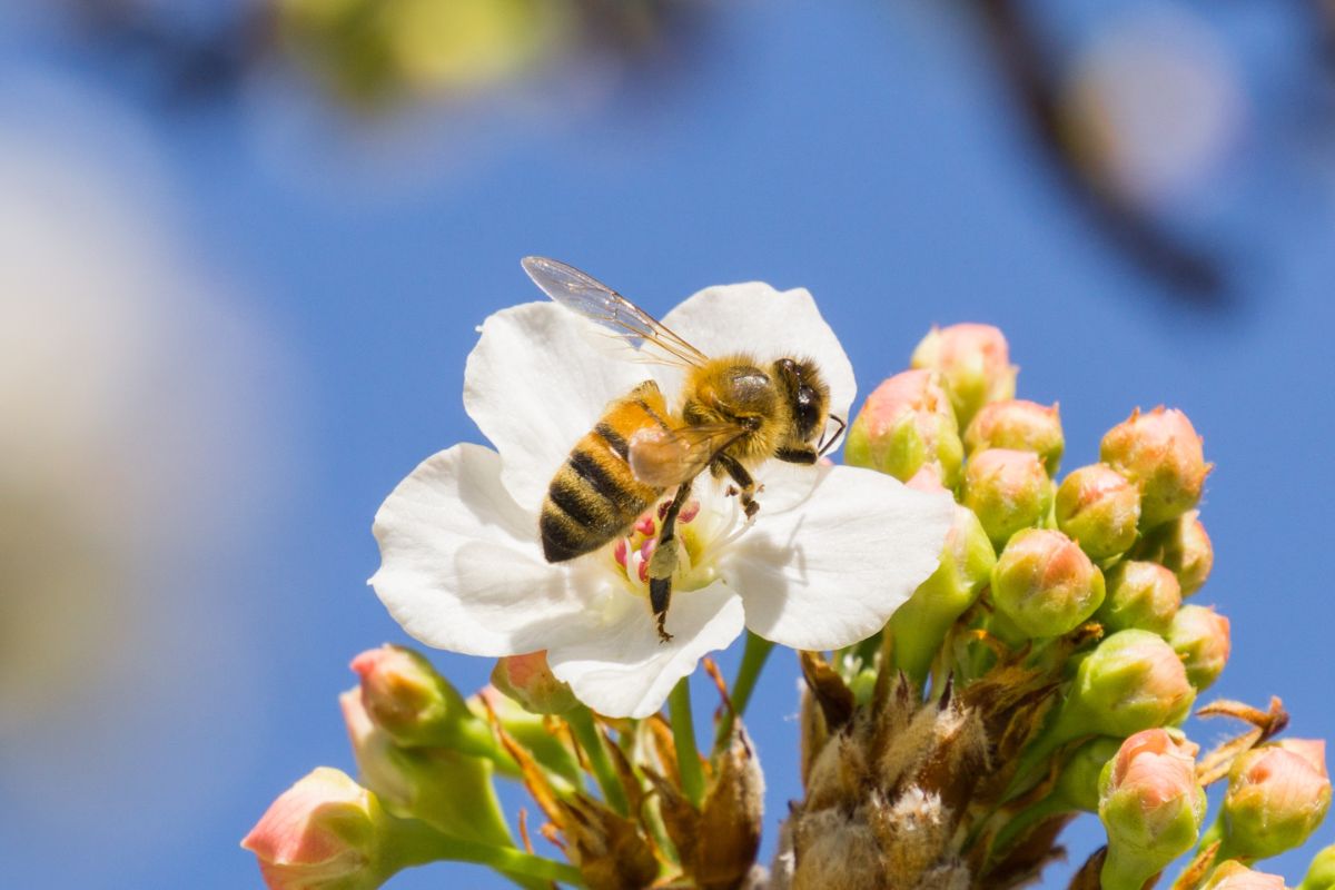 A honeybee collects pollen from a fruit blossom