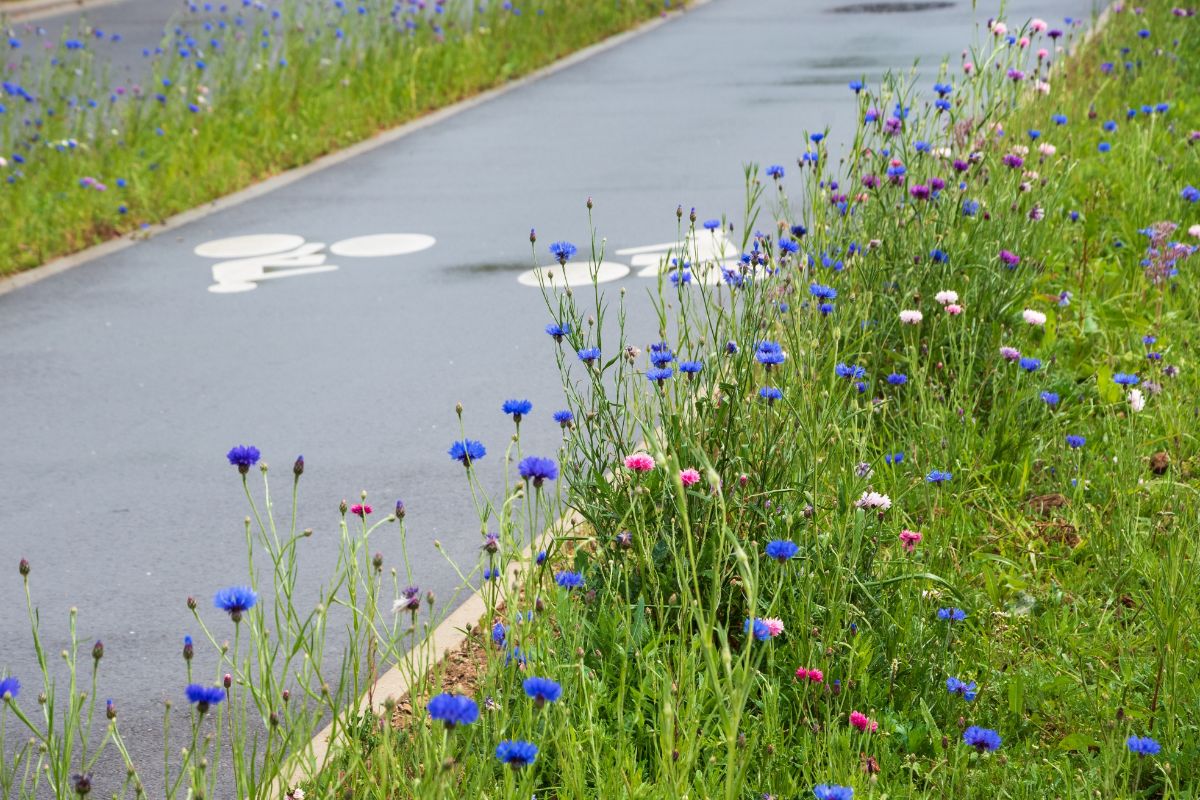 A wildflower hellstrip garden