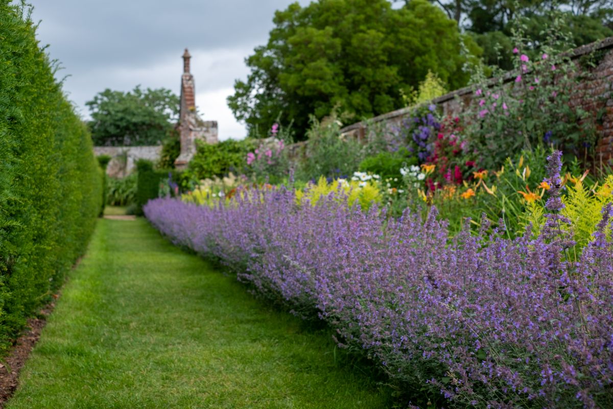 A mowed garden path bordered by soft purple catmint