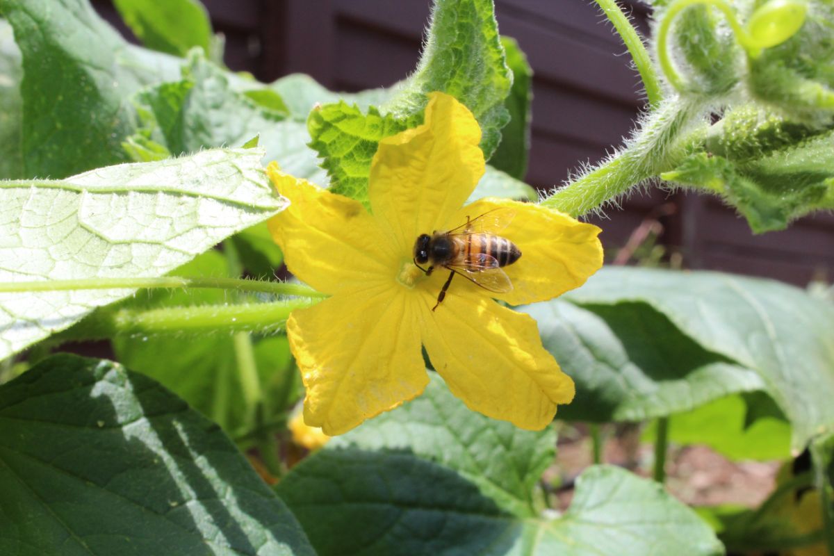 A honeybee pollinating a cucumber plant