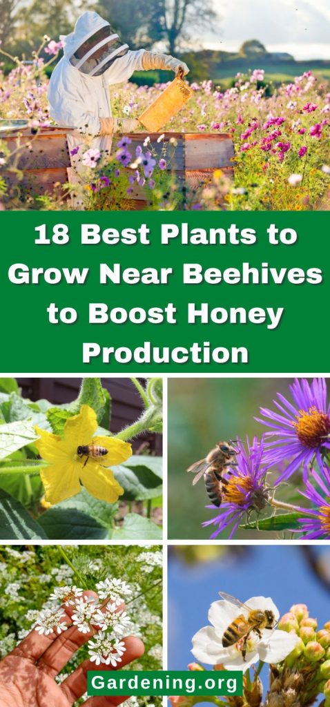 18 Best Plants to Grow Near Beehives to Boost Honey Production pinterest image.