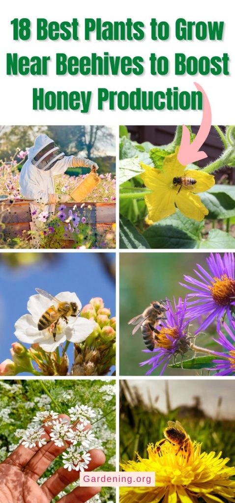 18 Best Plants to Grow Near Beehives to Boost Honey Production pinterest image.