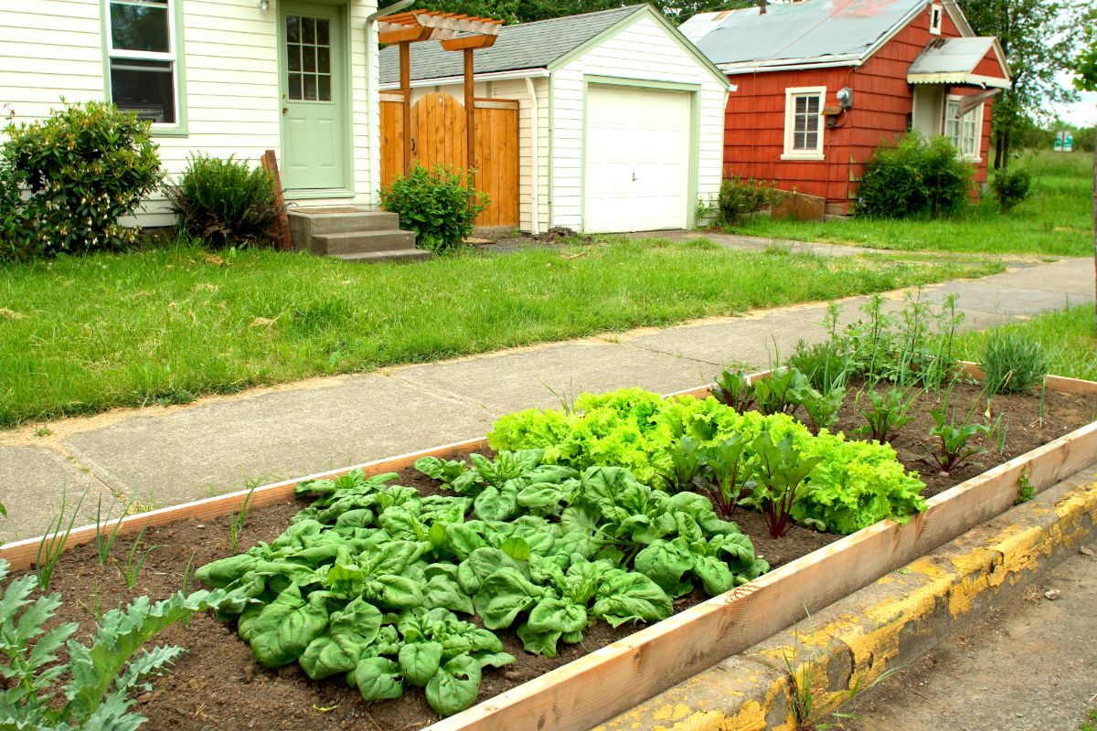 Vegetables planted in a raised bed hellstrip garden