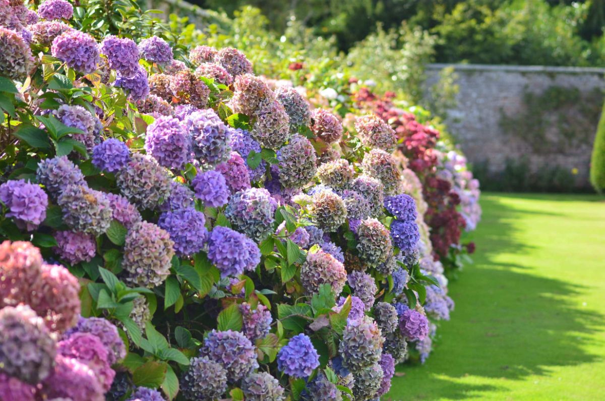 Colorful mophead hydrangeas working as a border screen for a lawn
