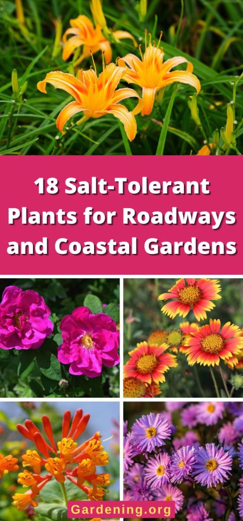 18 Salt-Tolerant Plants for Roadways and Coastal Gardens pinterest image.