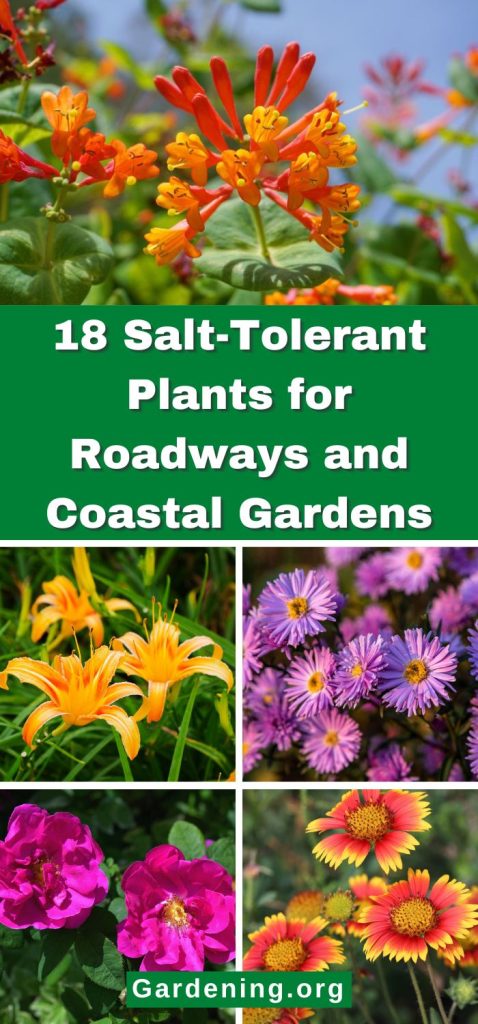 18 Salt-Tolerant Plants for Roadways and Coastal Gardens pinterest image.